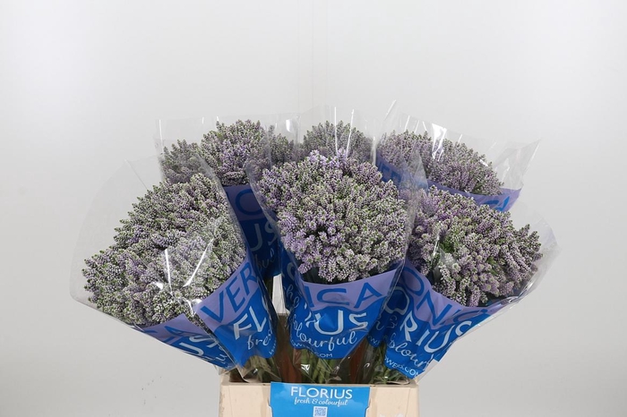 <h4>Veron Smart Splash Spray</h4>