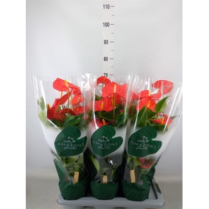 Anthurium andr. 'Florida'