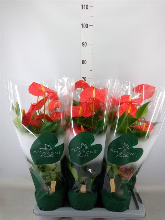 <h4>Anthurium andr. 'Florida'</h4>