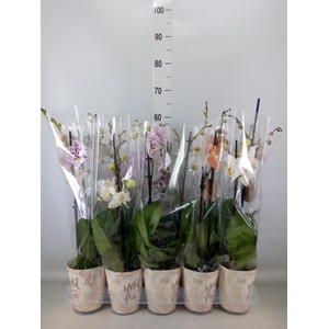 Phalaenopsis   ...mix