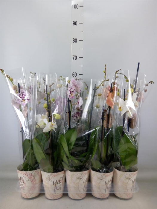 <h4>Phalaenopsis ...mix</h4>