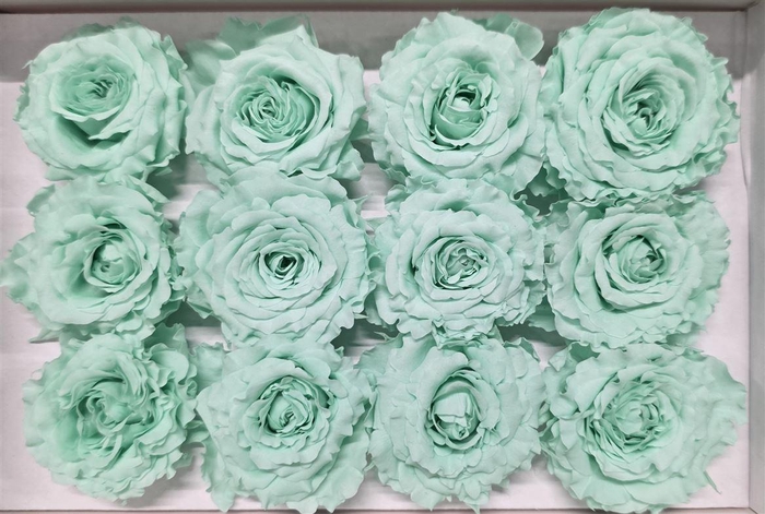 <h4>Ro Pres Rom Mini Mint</h4>