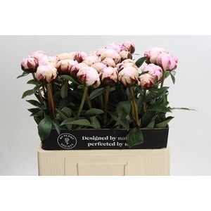 Paeonia Lact. Reine Hortense