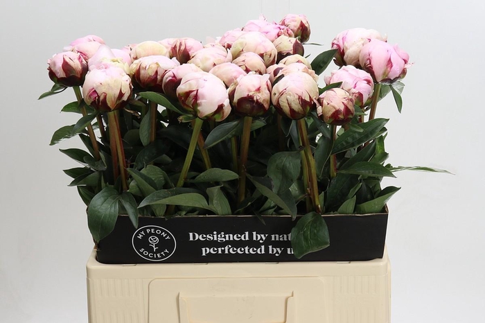 <h4>Paeonia Lact. Reine Hortense</h4>