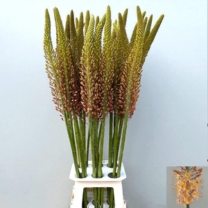 EREMURUS CLEOPATRA