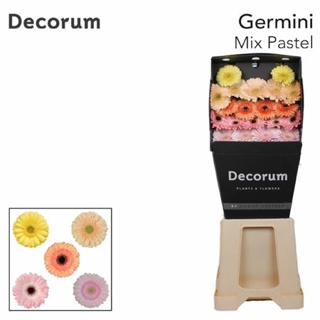 <h4>Ge Mi Mix Pastel Diamond</h4>