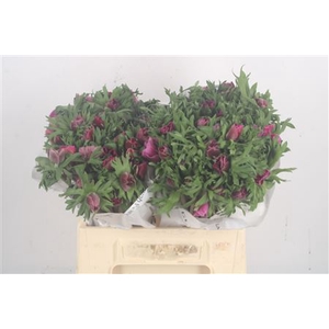 Anemone Mistral Fucsia