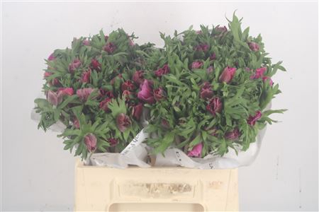 <h4>Anemone Mistral Fucsia</h4>