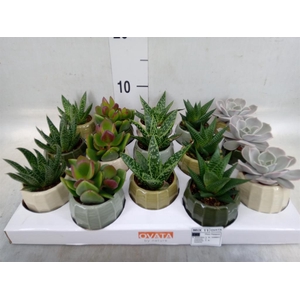 Succulents   ...mix 5