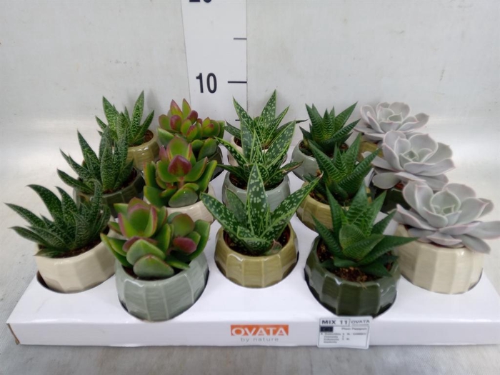 <h4>Succulents   ...mix 5</h4>