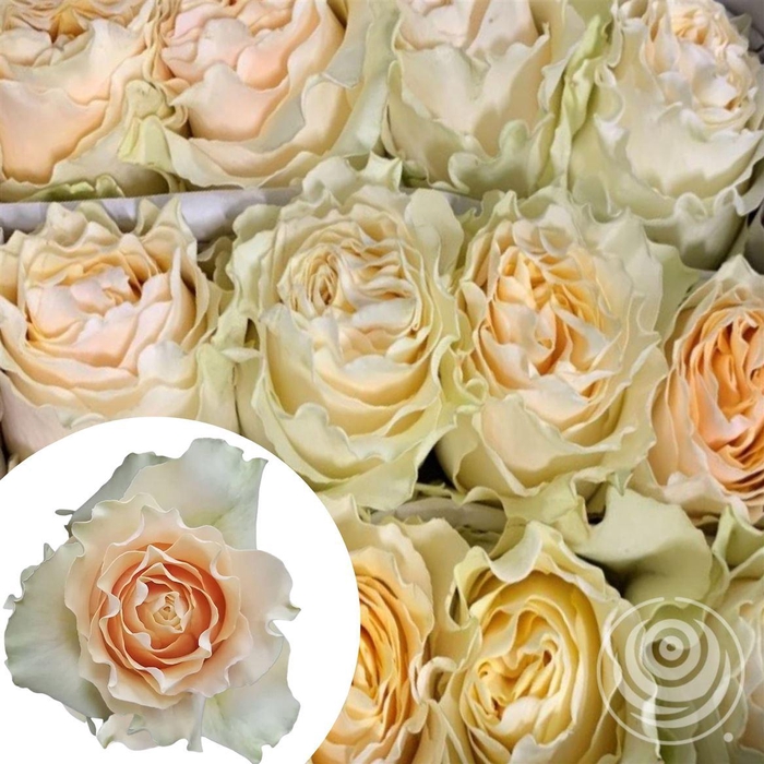 <h4>R Eq Carpediem Cream</h4>