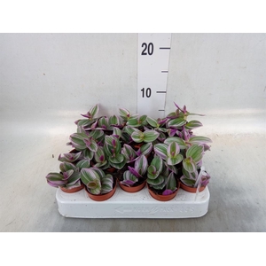Tradescantia cerinth. 'Nanouk'