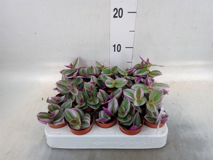 <h4>Tradescantia cerinth. 'Nanouk'</h4>