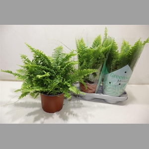 Nephr Ex Green Momen