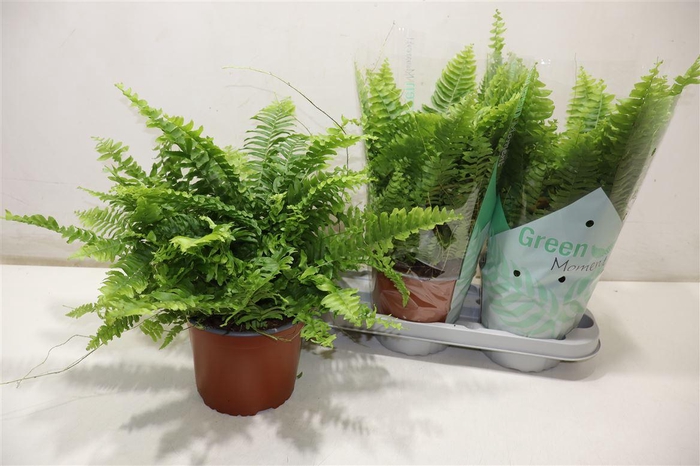 <h4>Nephr Ex Green Momen</h4>