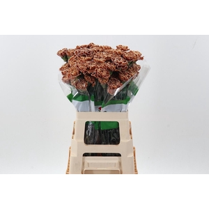 Di St Tinted Cappuccino