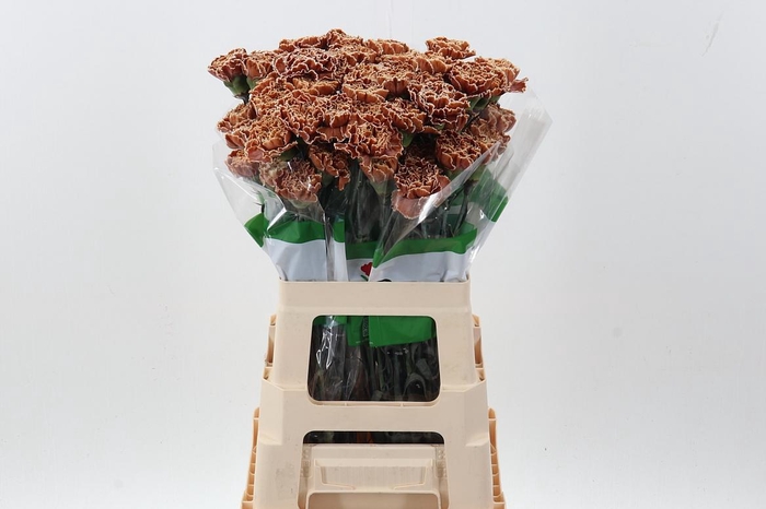 <h4>Di St Tinted Cappuccino</h4>