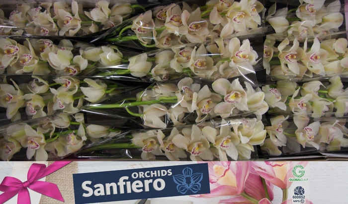 <h4>CYMB T CASCADE</h4>