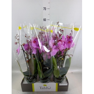 Phalaenopsis   ...rose