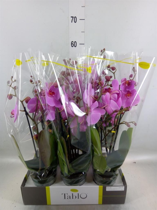 <h4>Phalaenopsis   ...rose</h4>