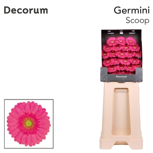 Germini Scoop Diamond