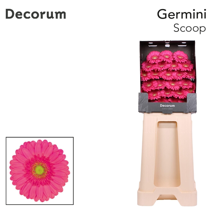 <h4>Germini Scoop Diamond</h4>