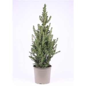 Picea Glauca Conica