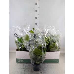 Scindapsus pictus 'Silvery Ann'