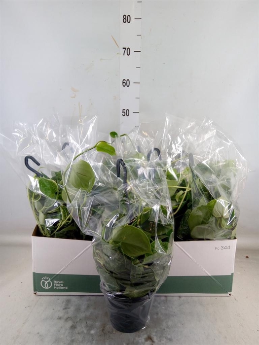 <h4>Scindapsus pictus 'Silvery Ann'</h4>