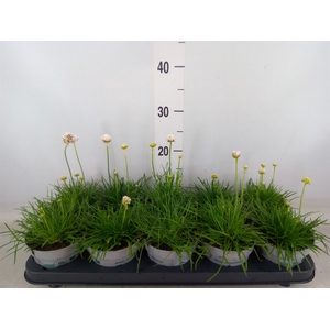 Armeria maritima 'Alba'
