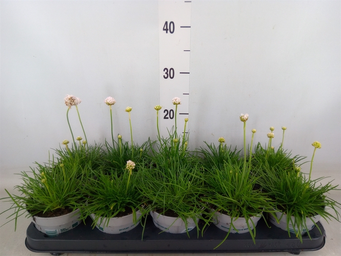 <h4>Armeria maritima 'Alba'</h4>