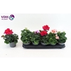 arr8 Geranium Overig