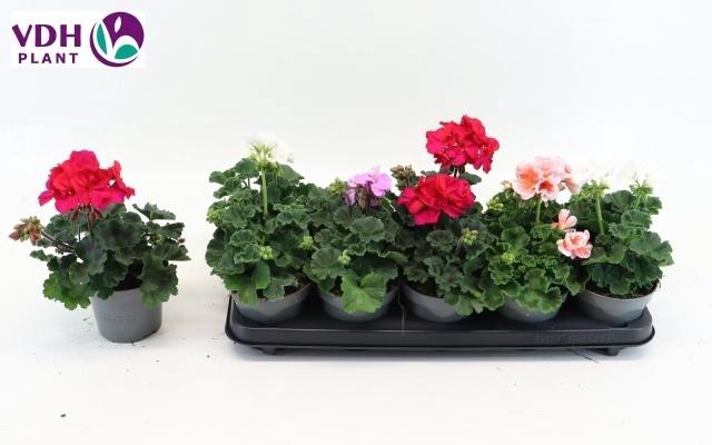 arr8 Geranium Overig