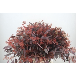 Euca Populus Berry 300gr Abs Red P Bunch