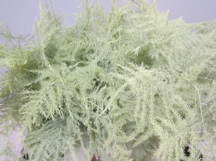 <h4>Asp 1e Veer Creme</h4>