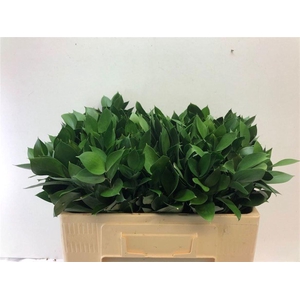 Ruscus Hypophyllum