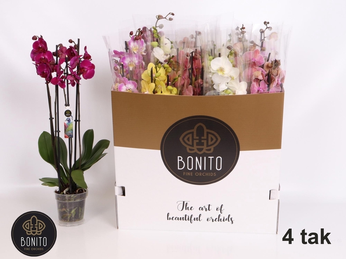 <h4>PHAL GEM 7 KL</h4>