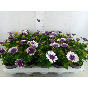 Osteospermum   ...