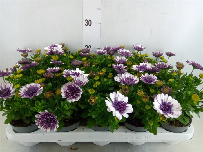 <h4>Osteospermum   ...</h4>