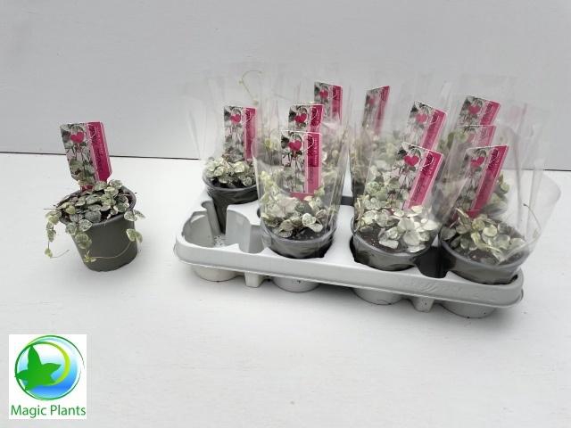 <h4>CEROP WO VARIEGATA</h4>