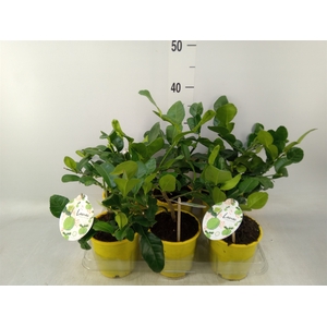 Citrus hystrix