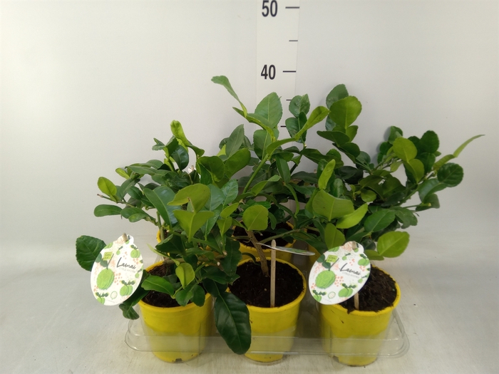 <h4>Citrus hystrix</h4>