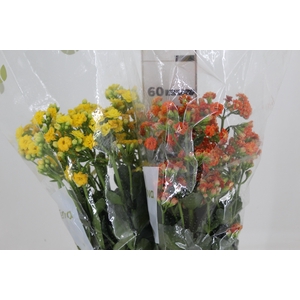 KALANCHOE DOBRADO 060 CM