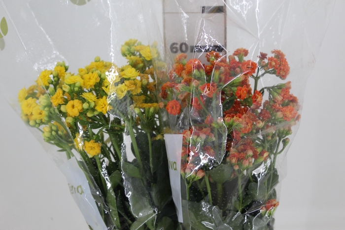 <h4>KALANCHOE DOBRADO 060 CM</h4>