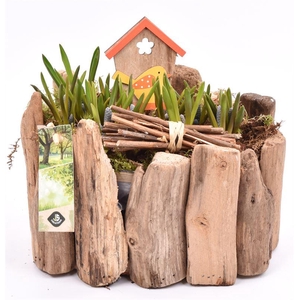 Druivenhout ovaal 21x14.5cm