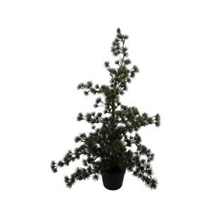 TREE CEDER H90D50