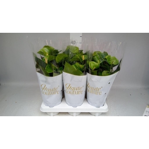 Anthurium andr. 'Smaragd'