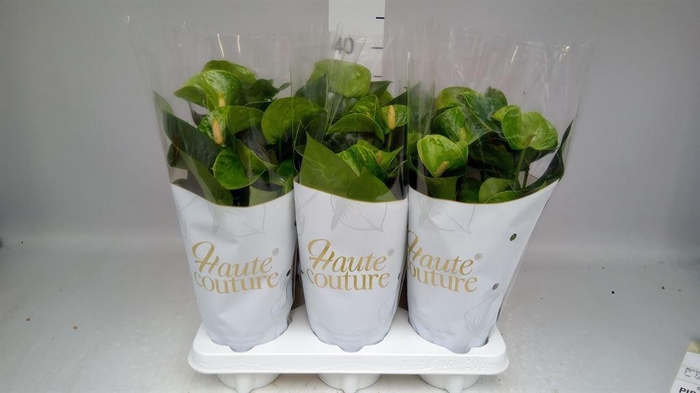 <h4>Anthurium andr. 'Smaragd'</h4>