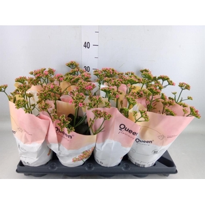 Kalanchoe  'WildFlow Ladylike'