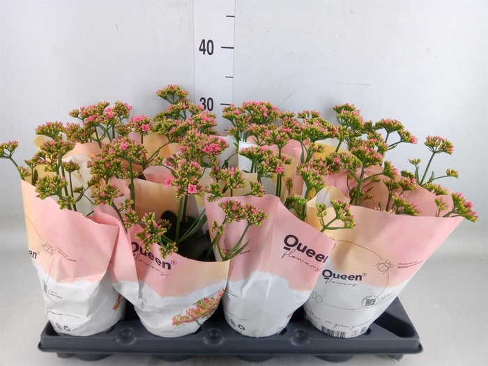 <h4>Kalanchoe  'WildFlow Ladylike'</h4>